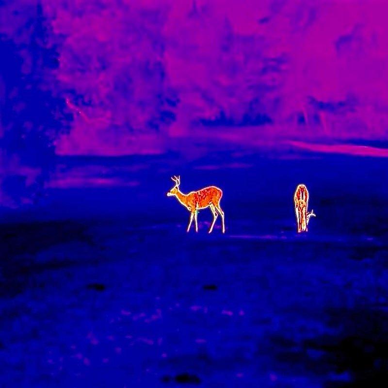 best thermal camera for wildlife