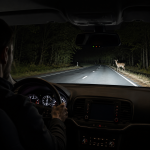 Deer on a dark forest road at night with a driver approaching nearby