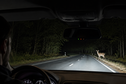 Deer on a dark forest road at night with a driver approaching nearby